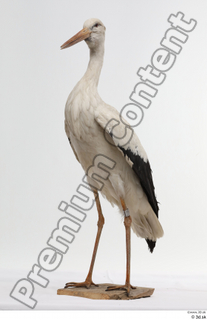 Black stork whole body 0009.jpg